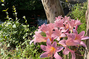 7月のハーブ庭園 旅日記 勝沼庭園の写真15