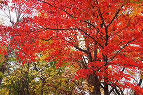 11月のハーブ庭園 旅日記 勝沼庭園の写真3
